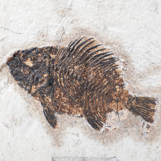 Priscacara serrata Fossil Fish