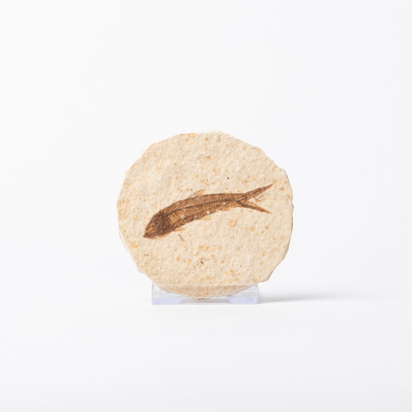 Knightia eocaenea Fossil Fish