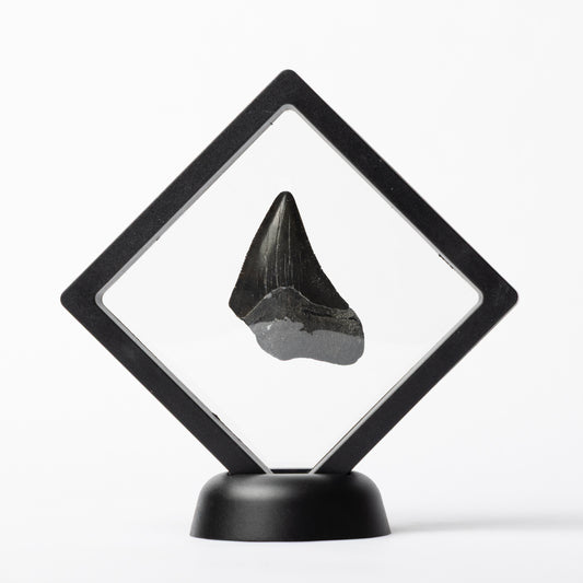 Megalodon Sharks Tooth