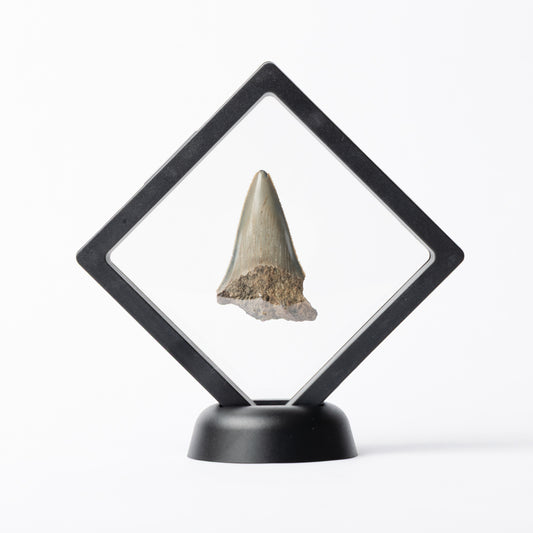Megalodon Sharks Tooth