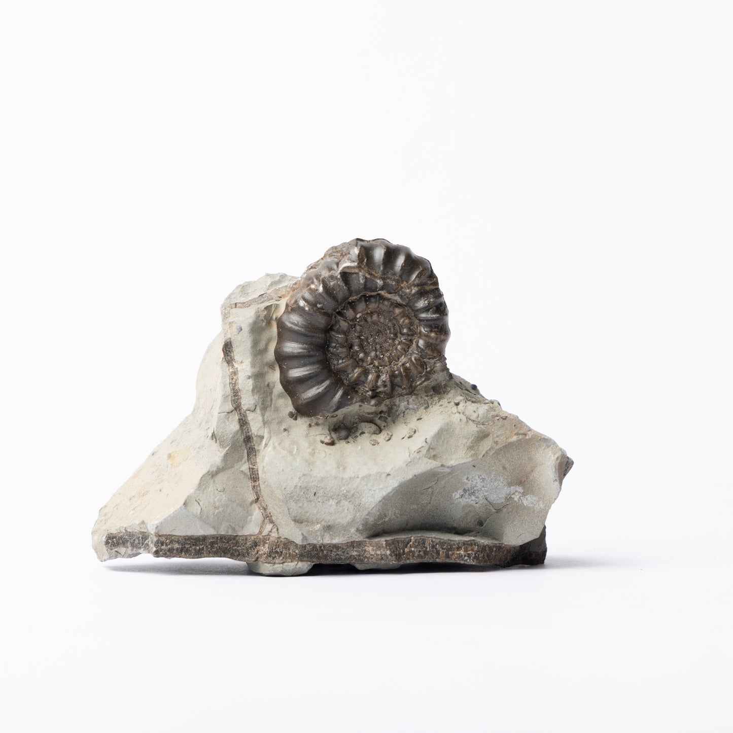 Gagaticeras sp. Ammonite