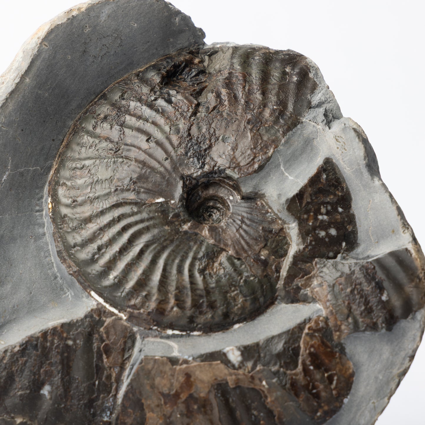 Pseudolioceras sp. Ammonite