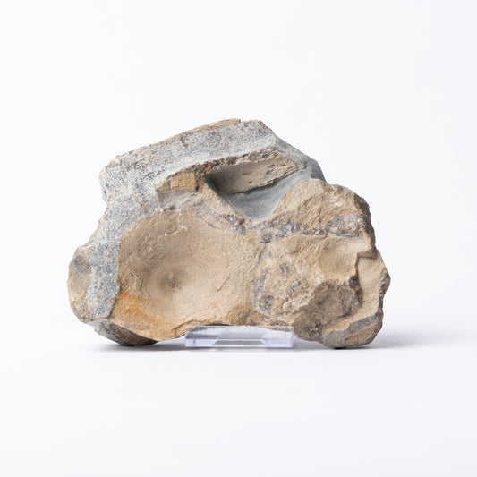 Ichthyosaurus Bone Block