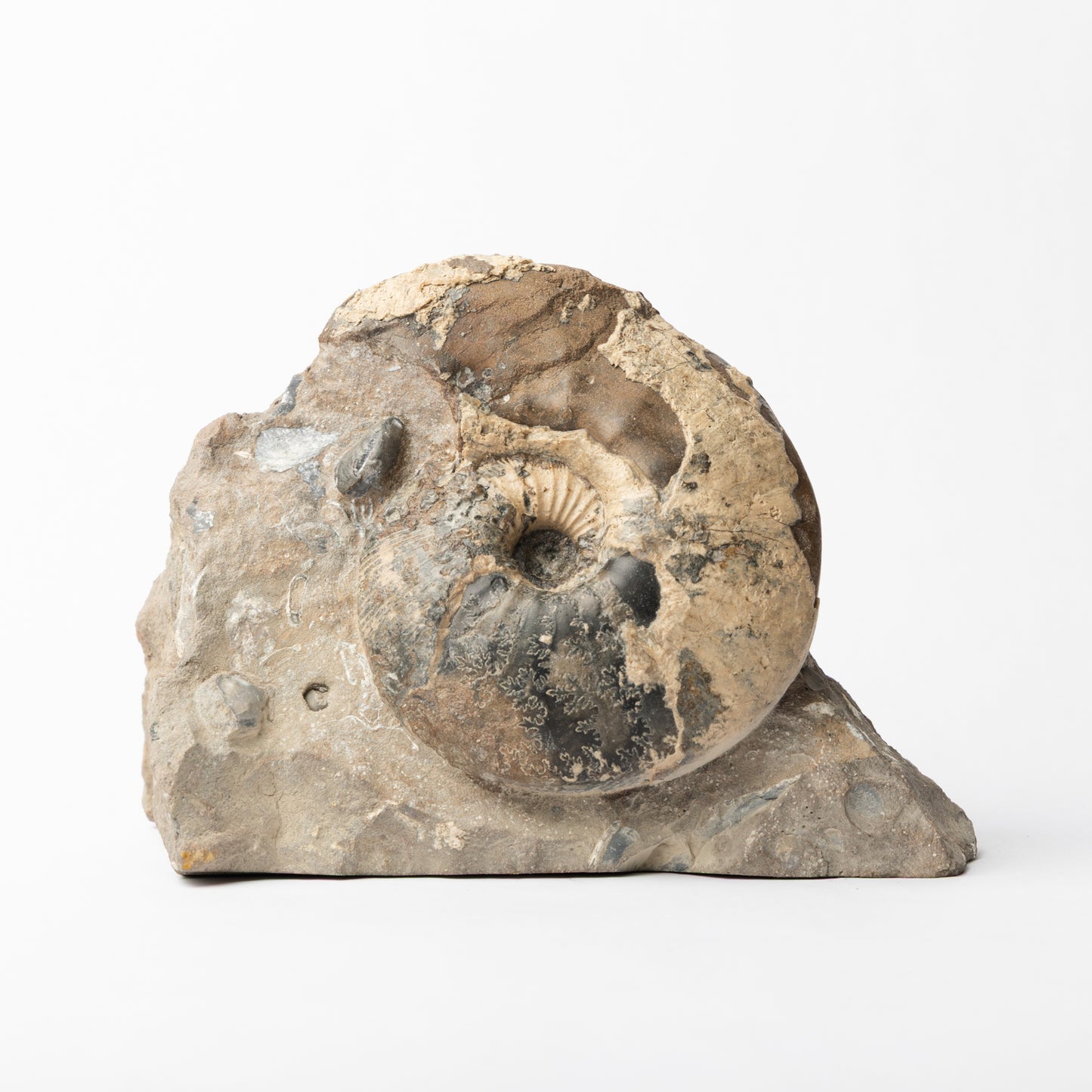 Sigaloceras sp. Ammonite