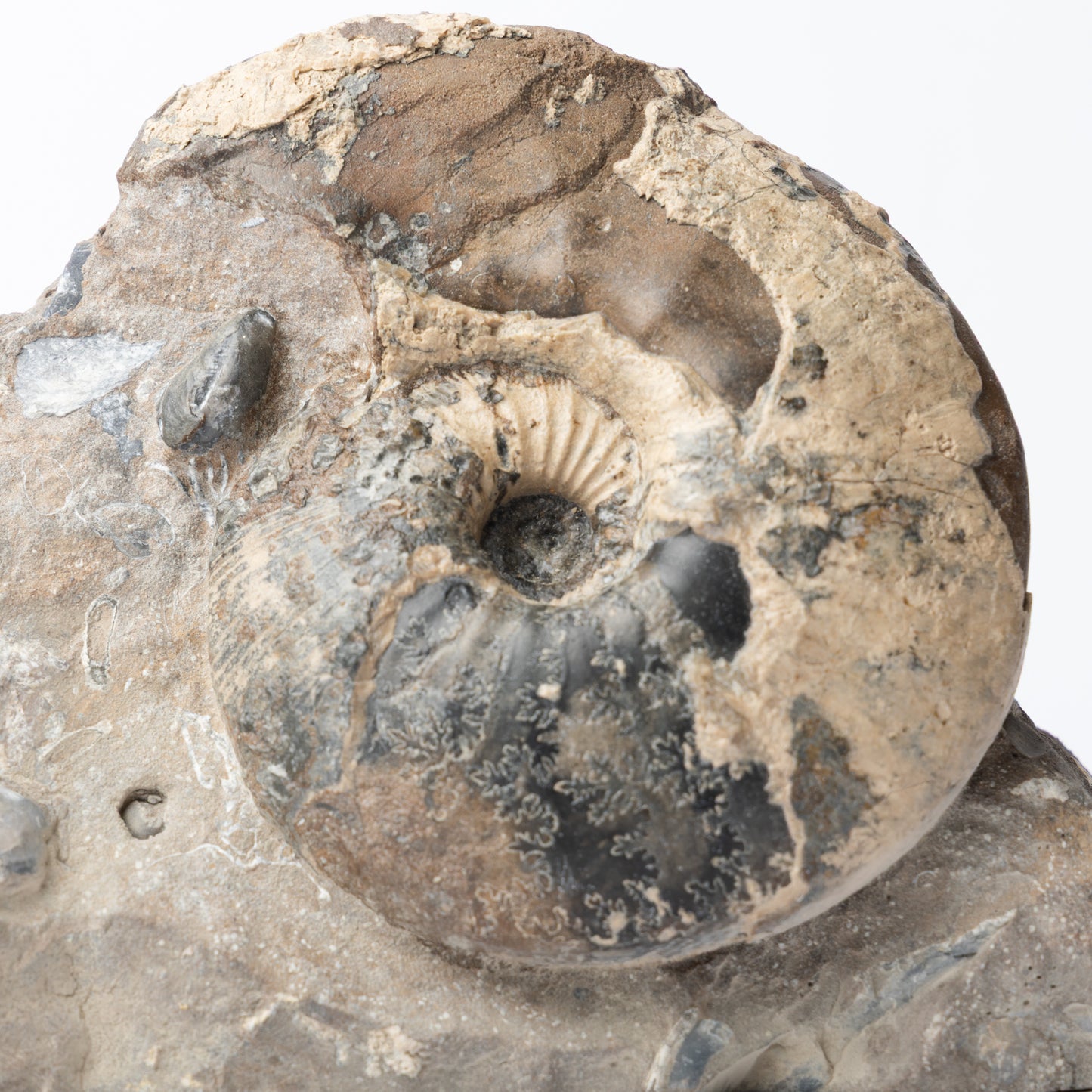 Sigaloceras sp. Ammonite
