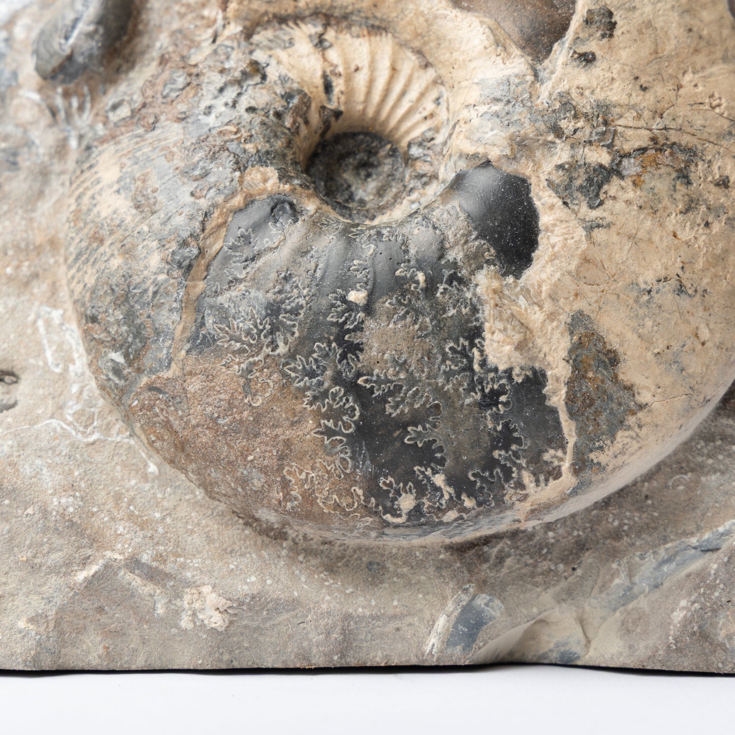 Sigaloceras sp. Ammonite