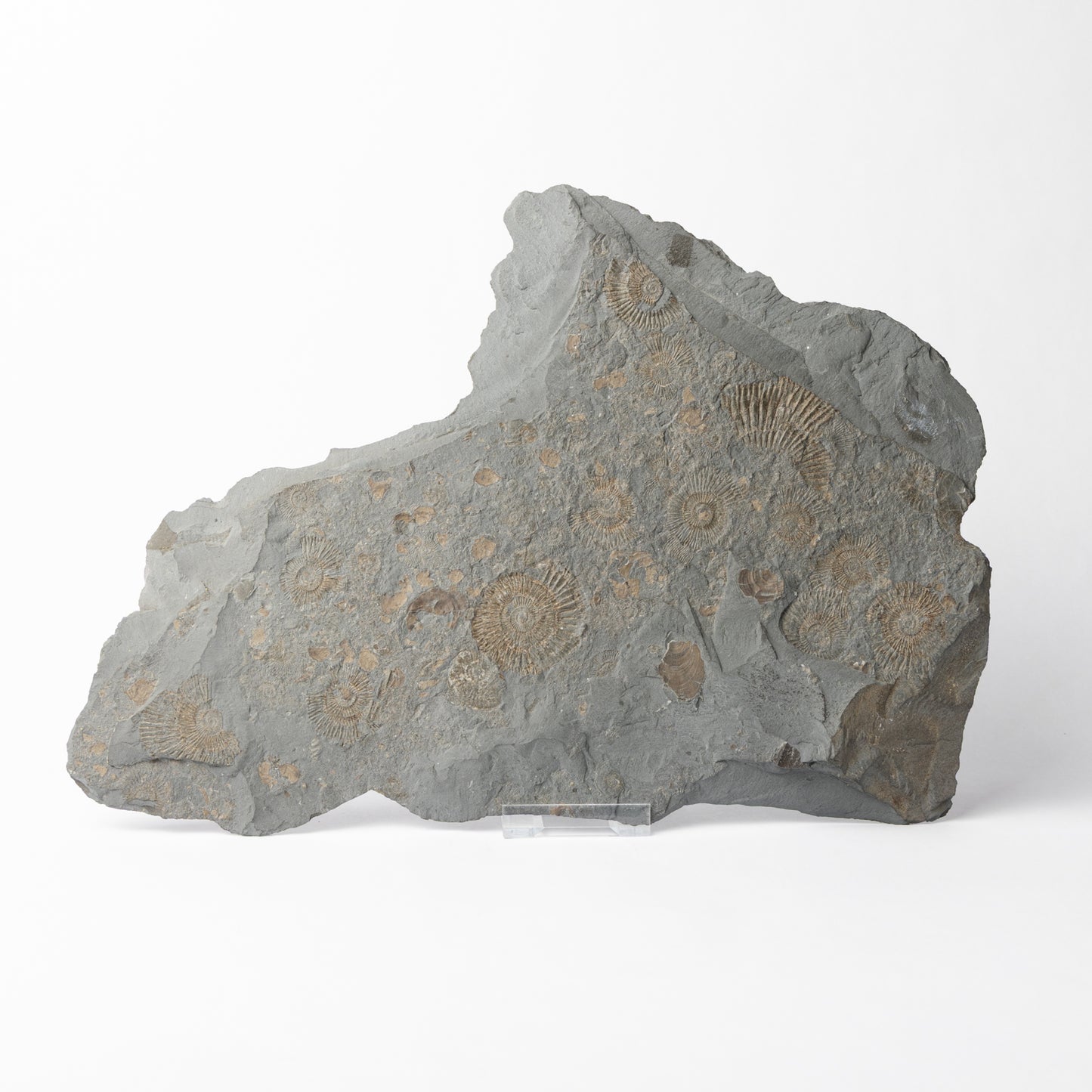 Dactylioceras sp. Ammonites