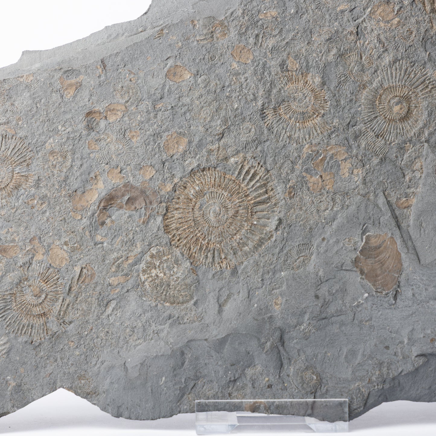 Dactylioceras sp. Ammonites