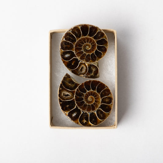 Cleoniceras Ammonite - Cut & Polished Pair