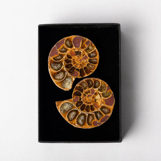 Cleoniceras Ammonite - Cut & Polished Pair
