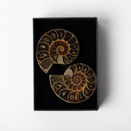 Cleoniceras Ammonite - Cut & Polished Pair