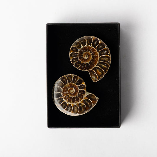 Cleoniceras Ammonite - Cut & Polished Pair
