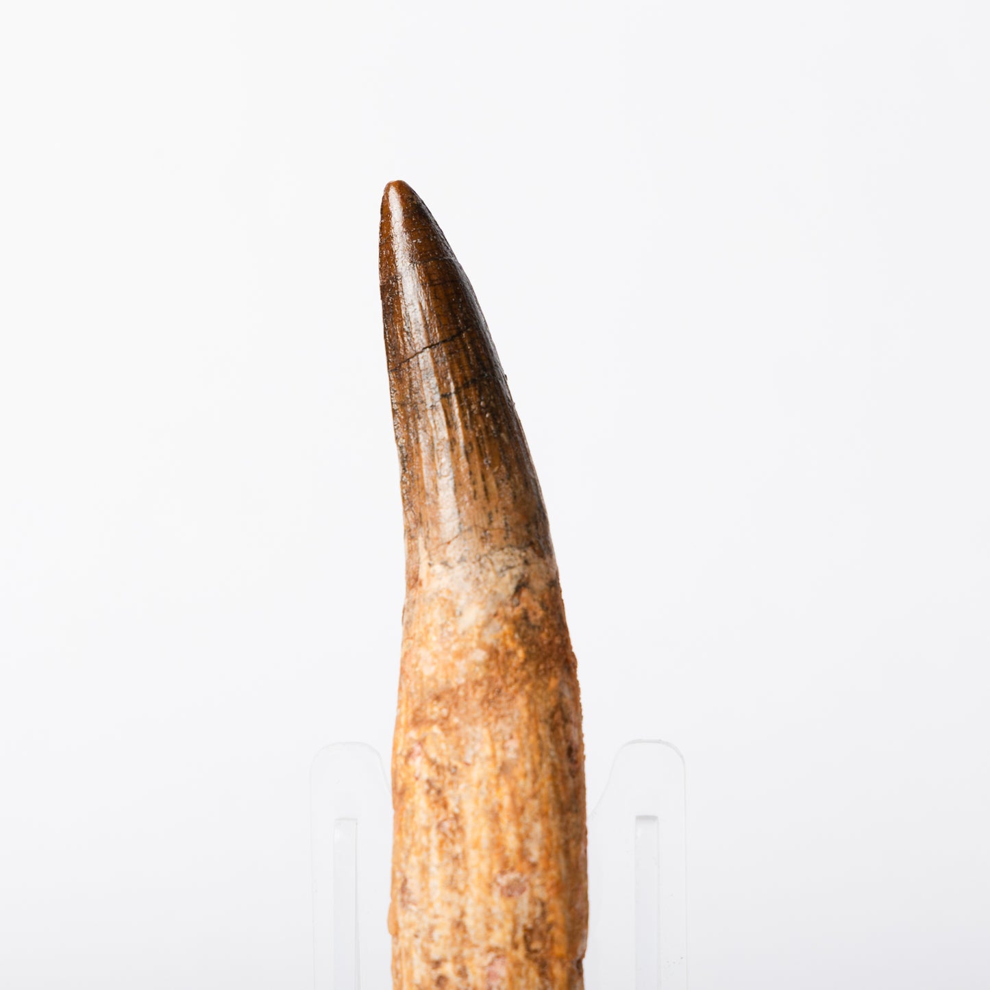Large Spinosaurus sp. Tooth