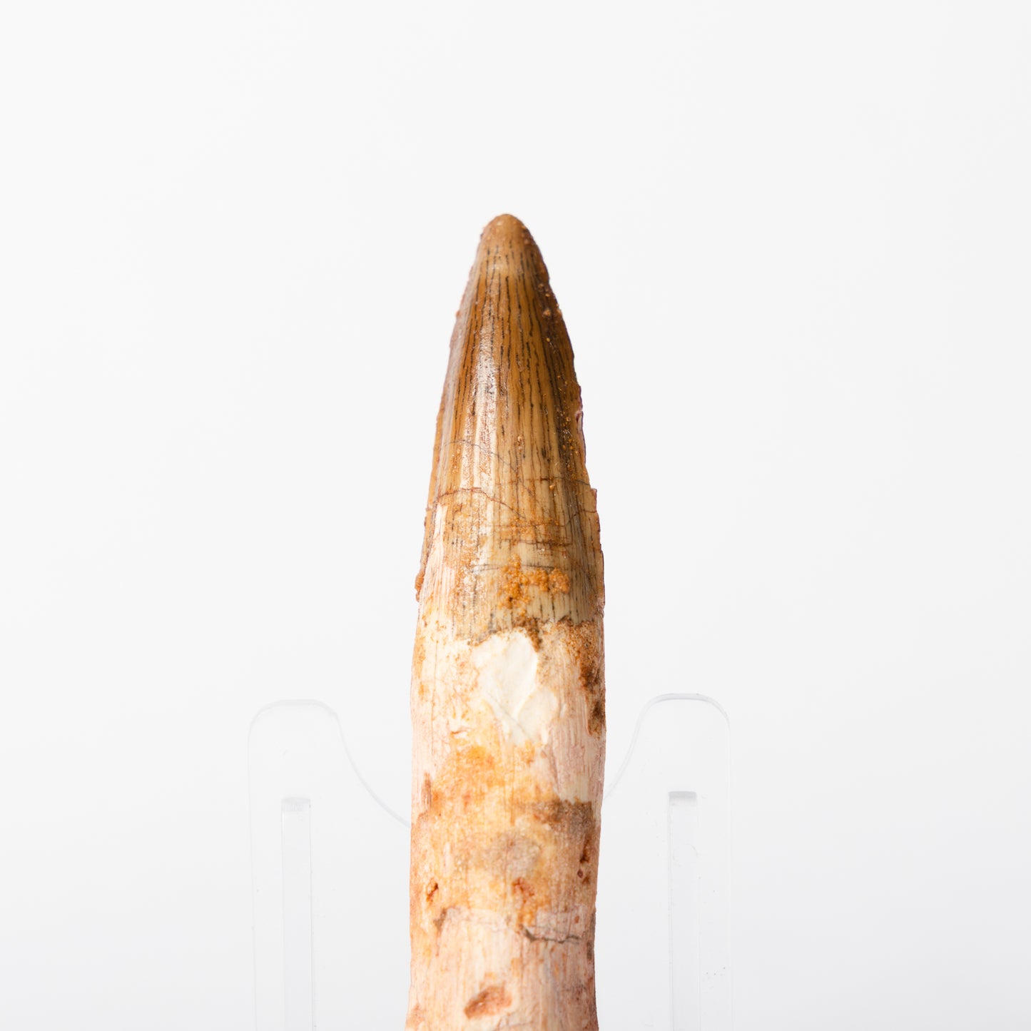 Large Spinosaurus sp. Tooth