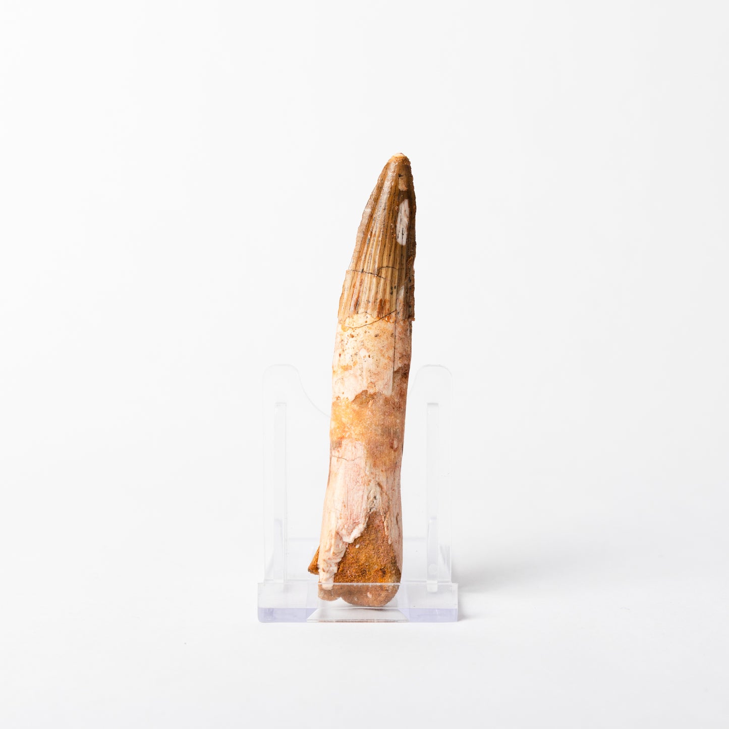 Large Spinosaurus sp. Tooth