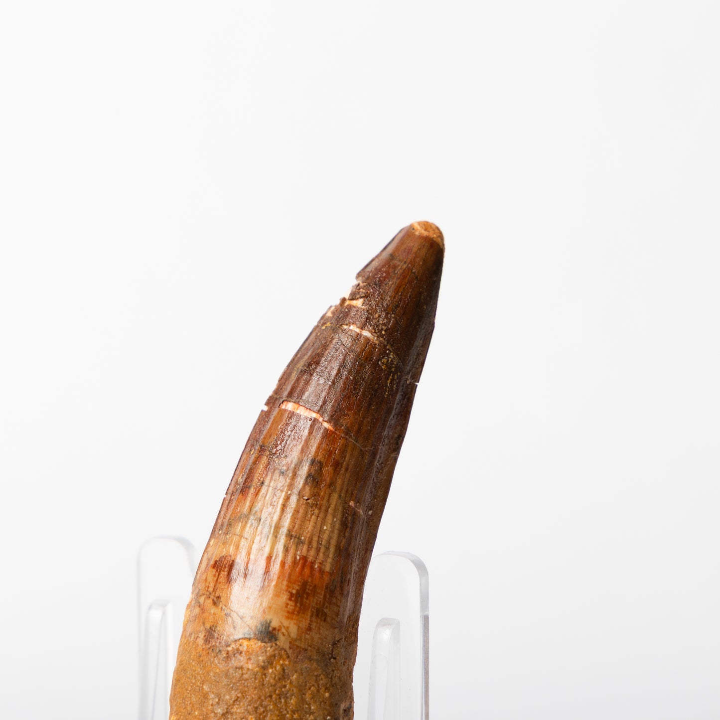 Large Spinosaurus sp. Tooth
