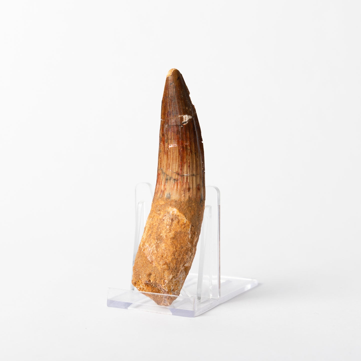 Large Spinosaurus sp. Tooth
