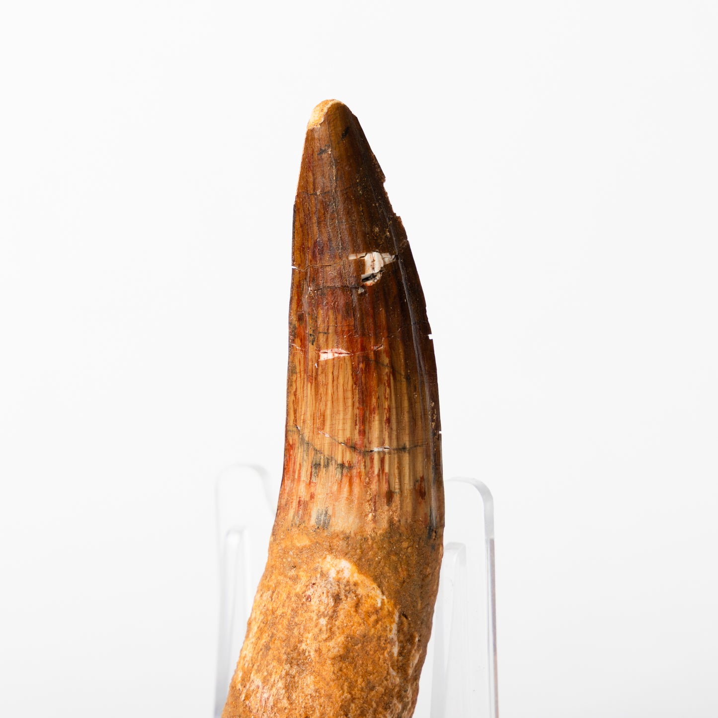 Large Spinosaurus sp. Tooth