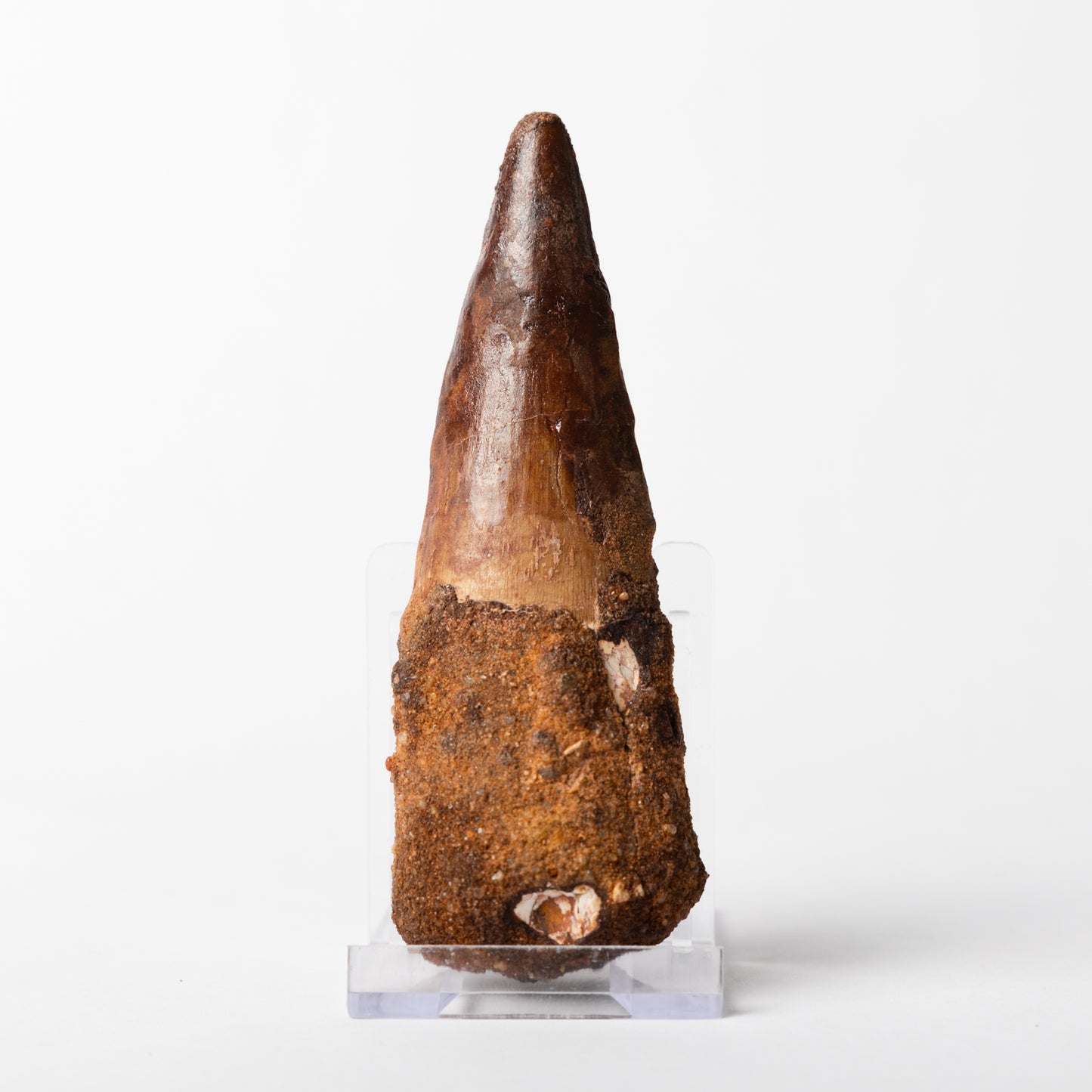 Large Spinosaurus sp. Tooth