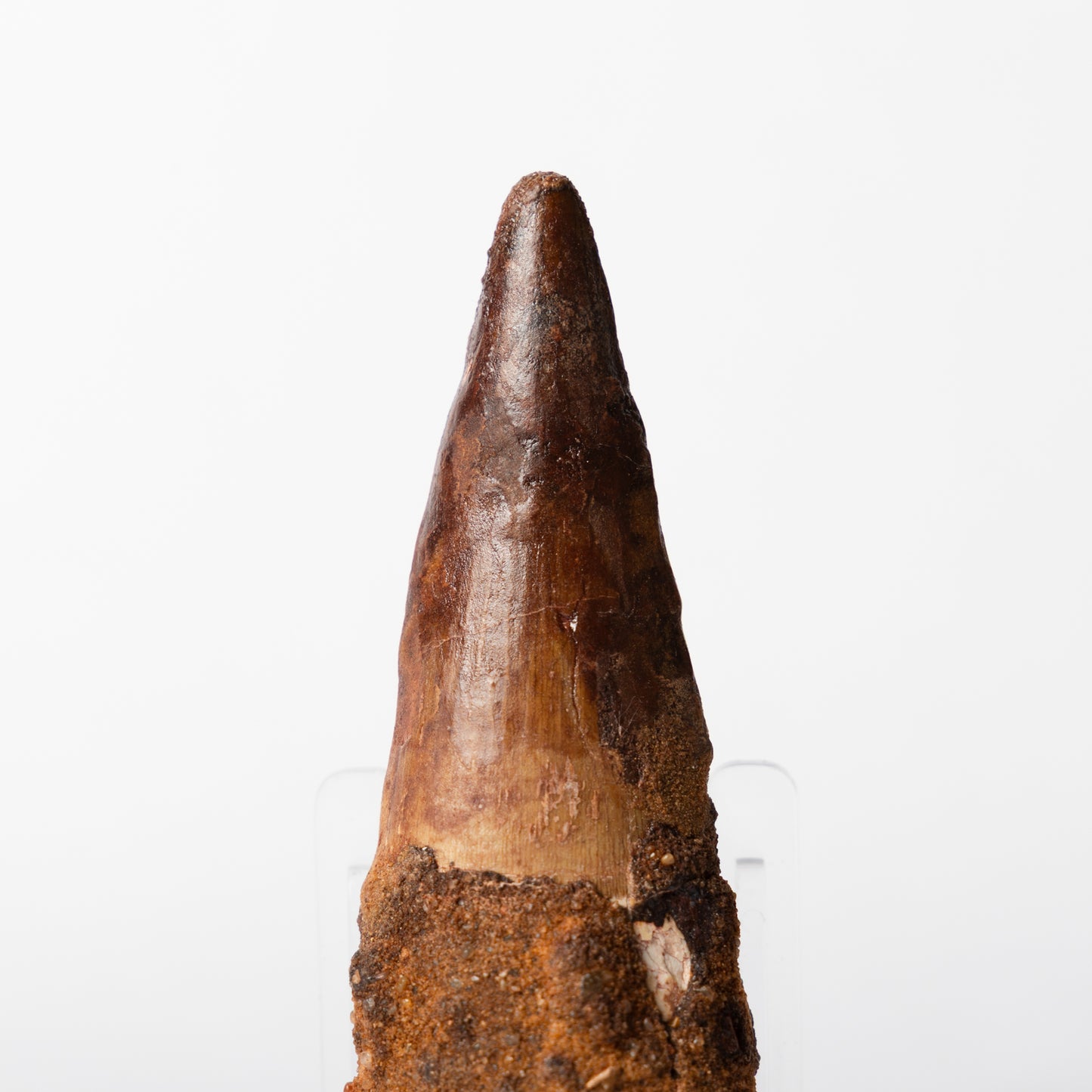 Large Spinosaurus sp. Tooth
