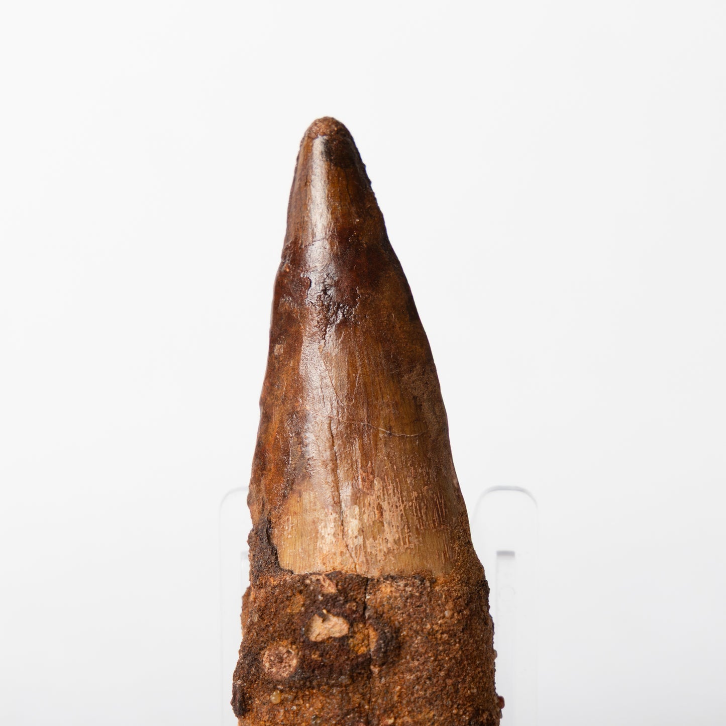 Large Spinosaurus sp. Tooth