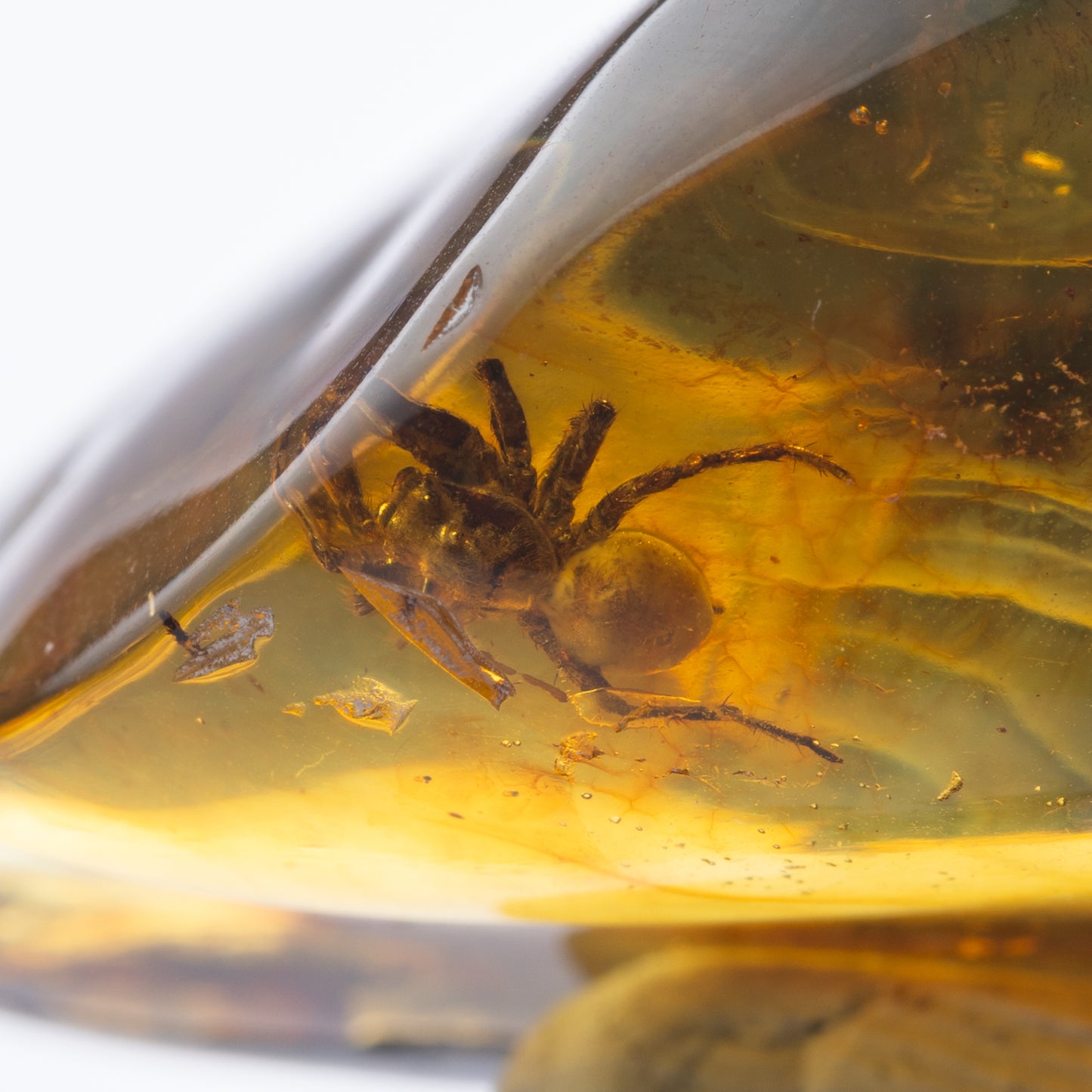 Baltic Amber with Spider Inclusion
