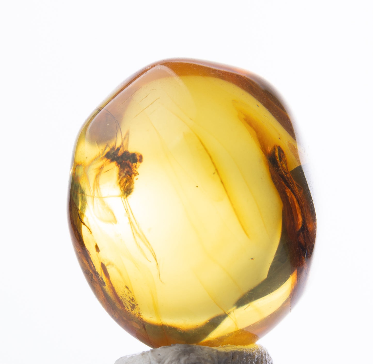 Baltic Amber with Dark Winged Fungus Gnat and Insect Inclusion