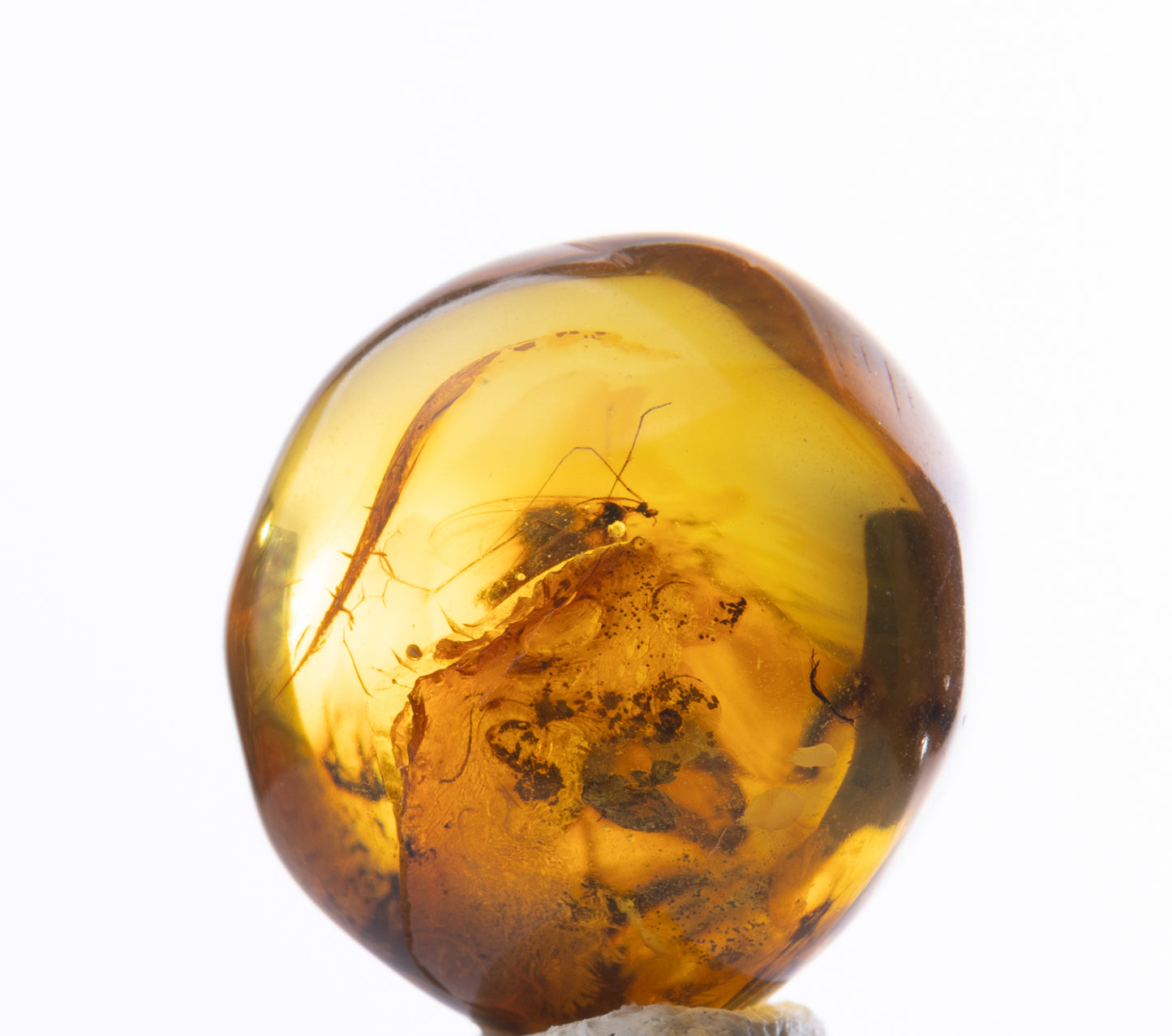 Baltic Amber with Dark Winged Fungus Gnat and Insect Inclusion