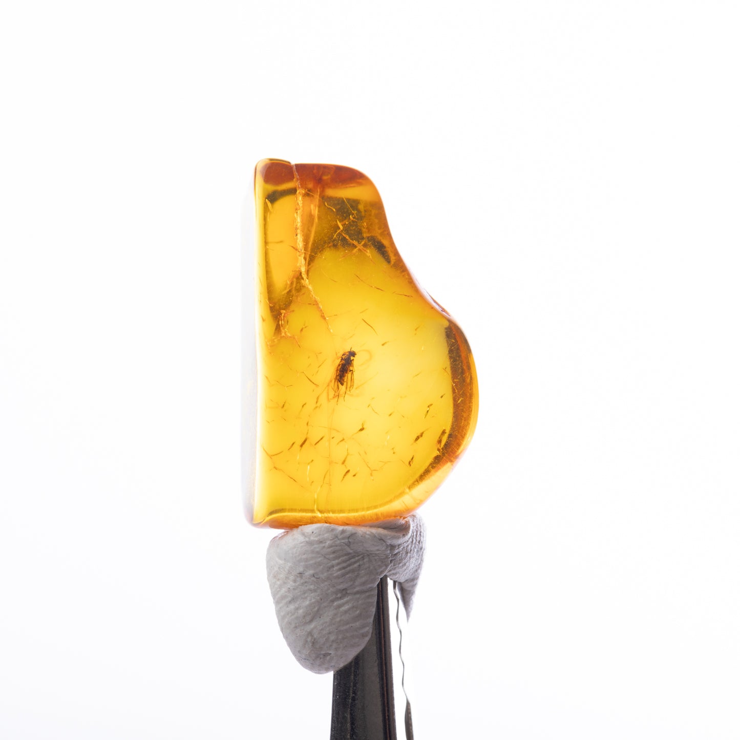 Baltic Amber with Insect Inclusion
