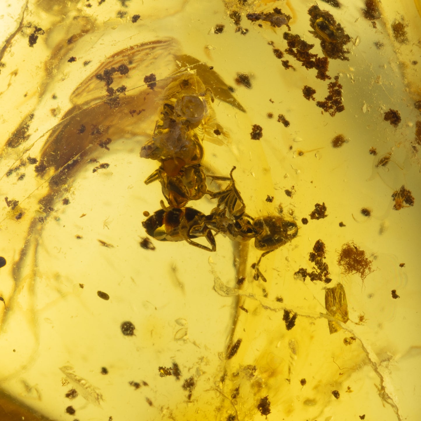 Baltic Amber with Ant Inclusion