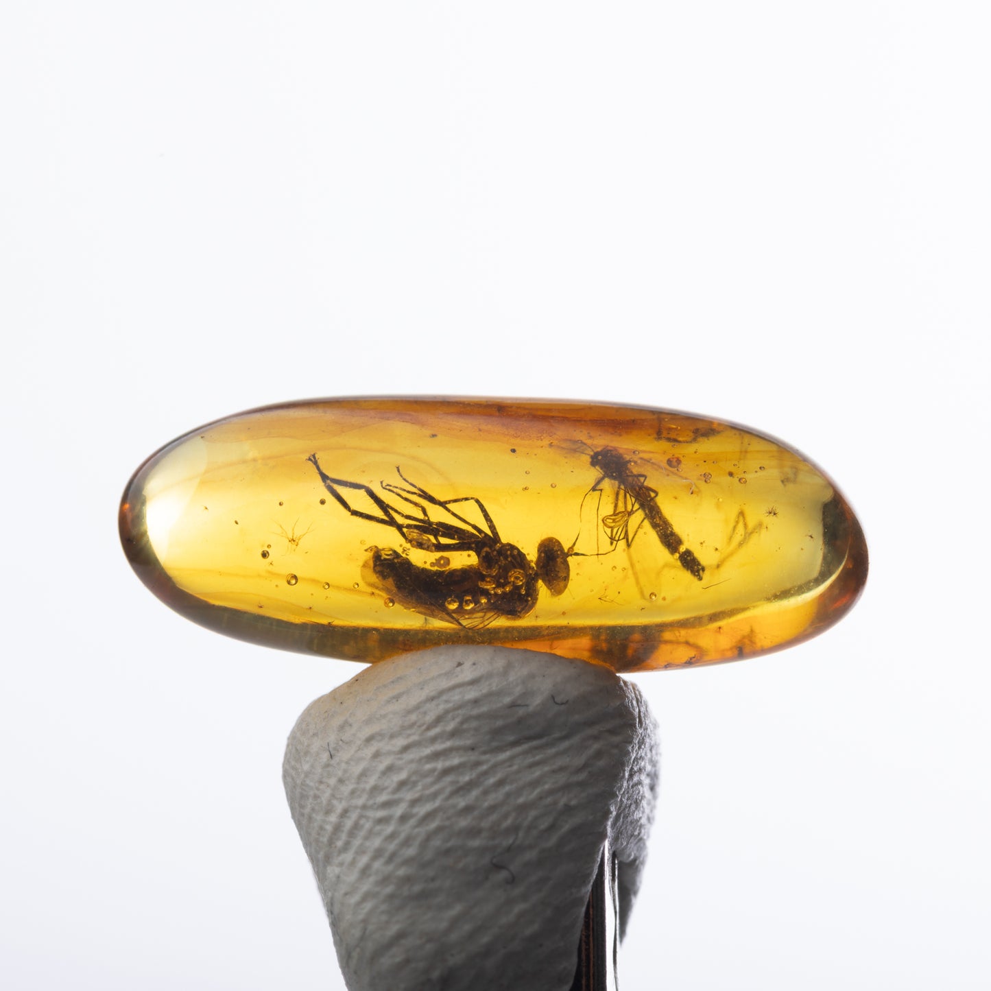 Baltic Amber with Insect Inclusion