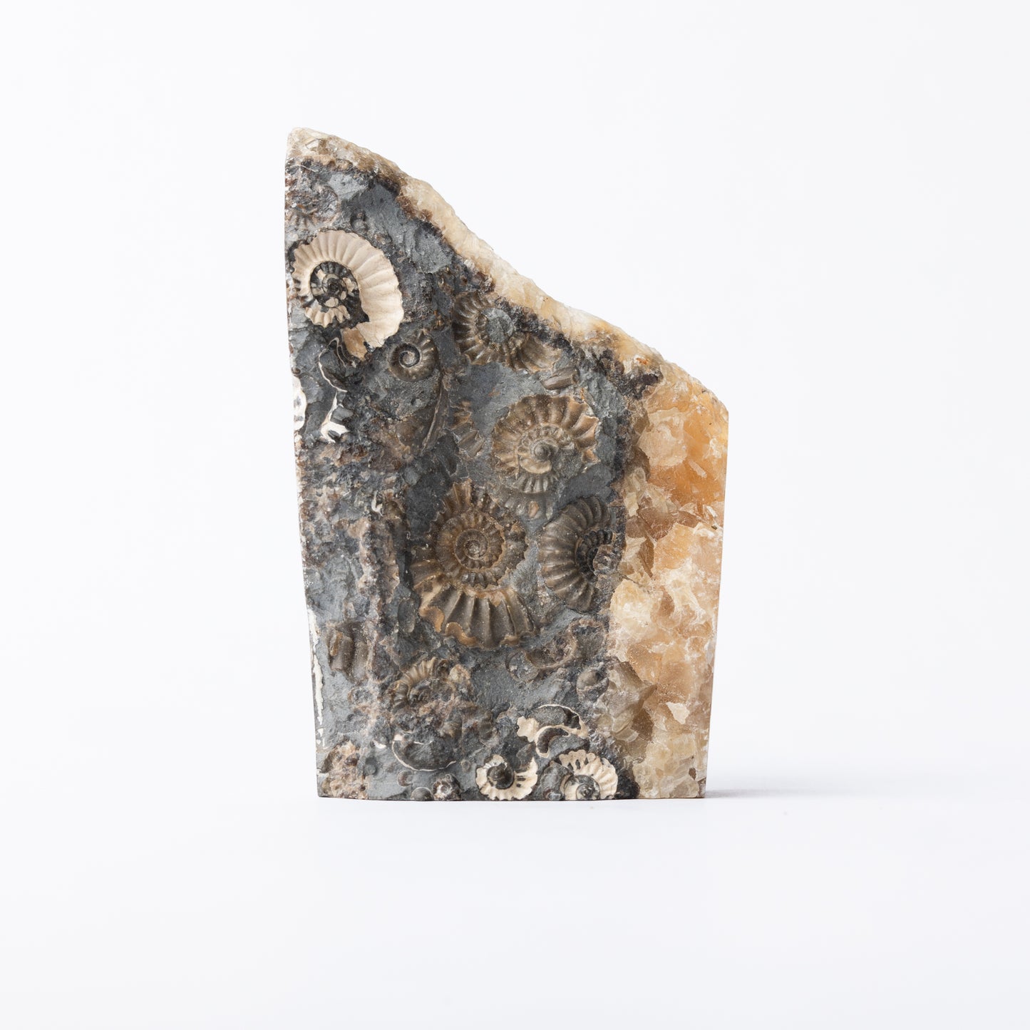 Promicroceras Ammonite Block - Marston Marble
