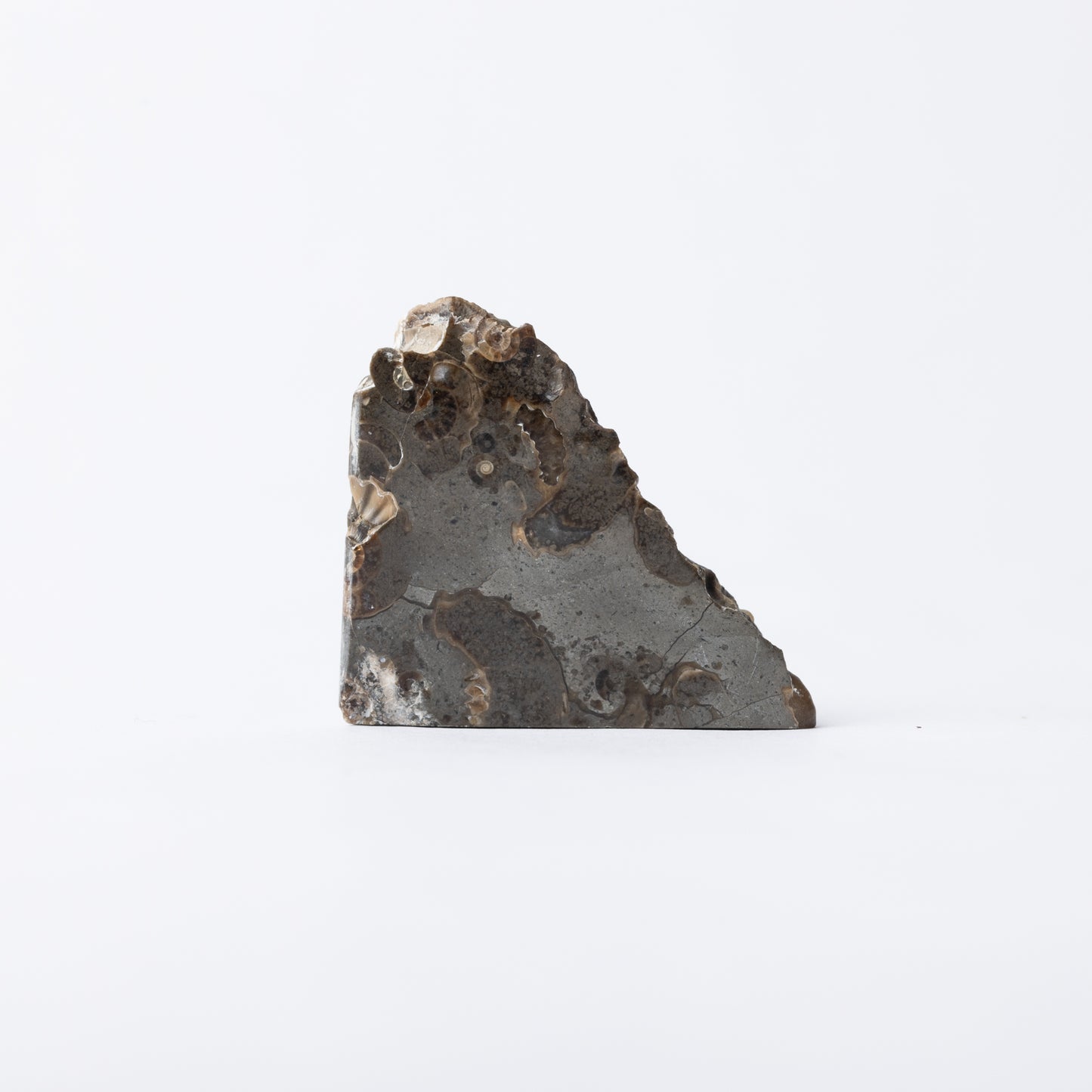 Promicroceras Ammonite Block - Marston Marble