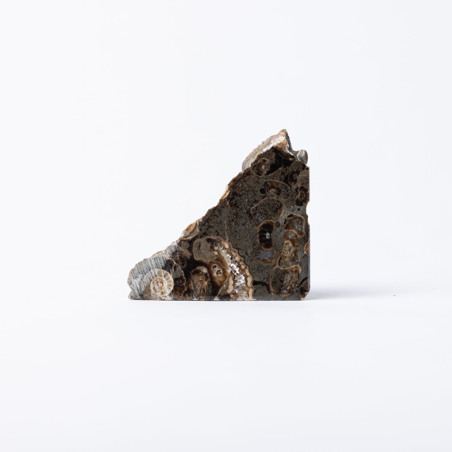 Promicroceras Ammonite Block - Marston Marble