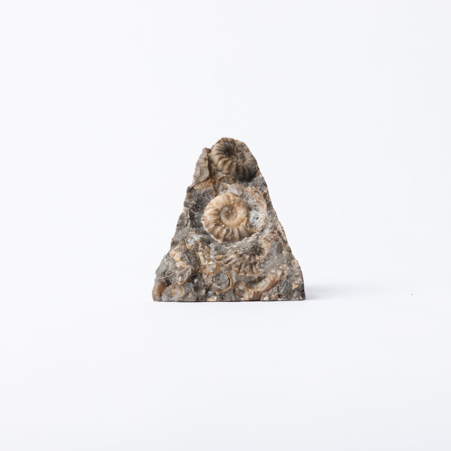 Promicroceras Ammonite Block - Marston Marble