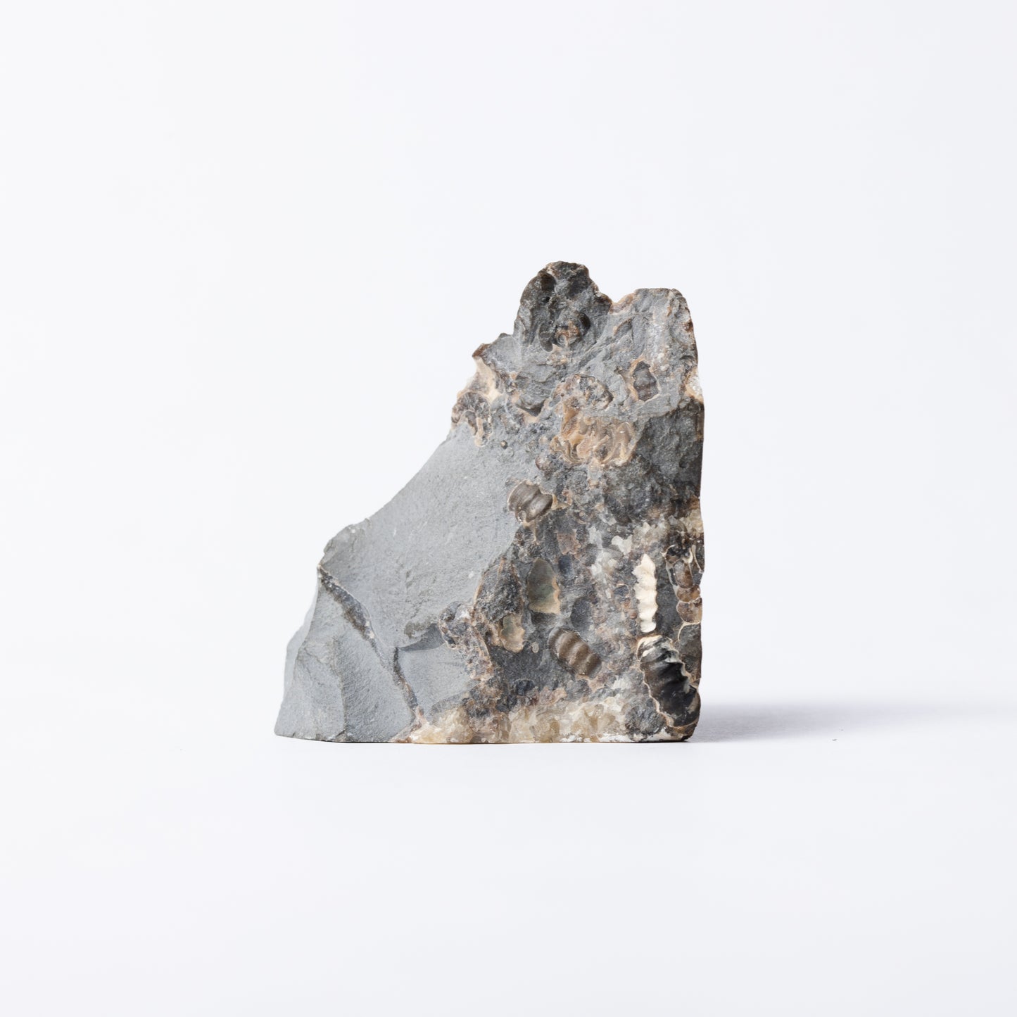 Promicroceras Ammonite Block - Marston Marble