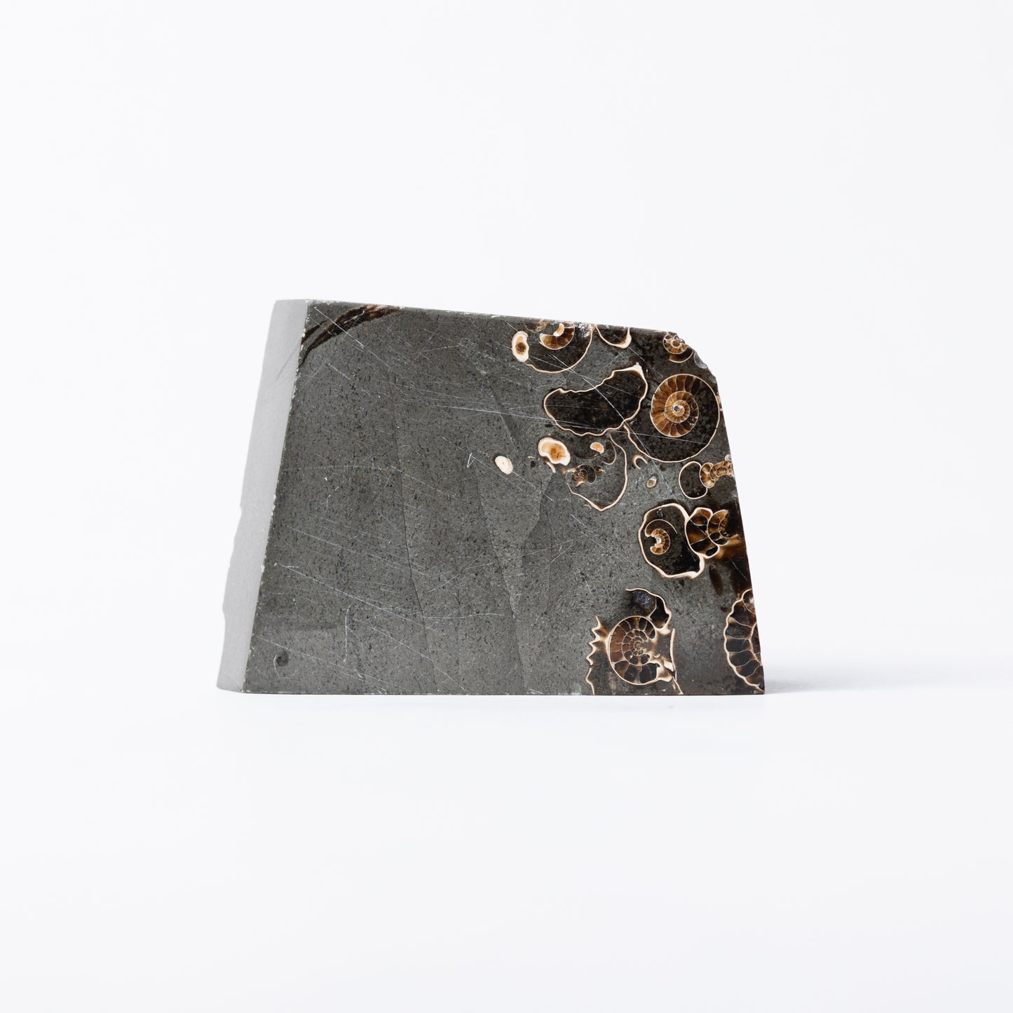 Promicroceras Ammonite Block - Marston Marble