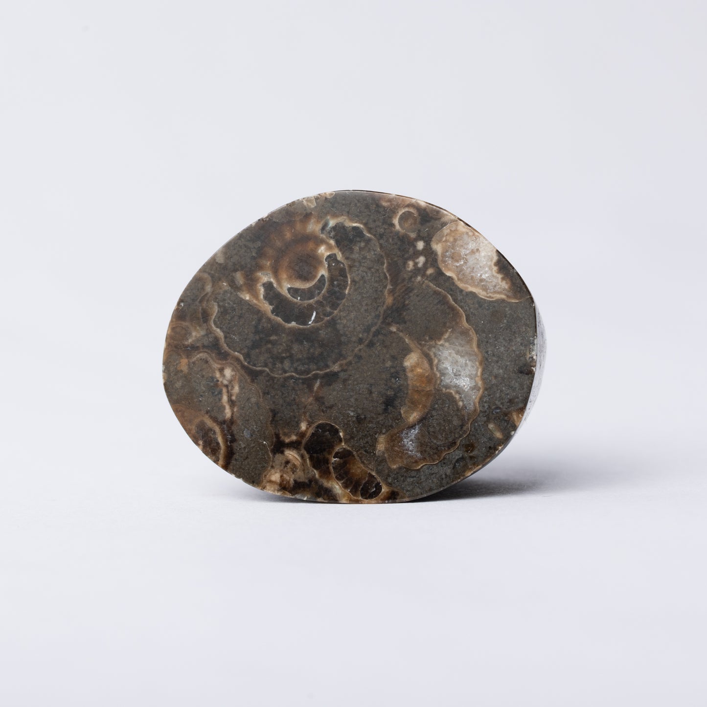Promicroceras Ammonite Block - Marston Marble