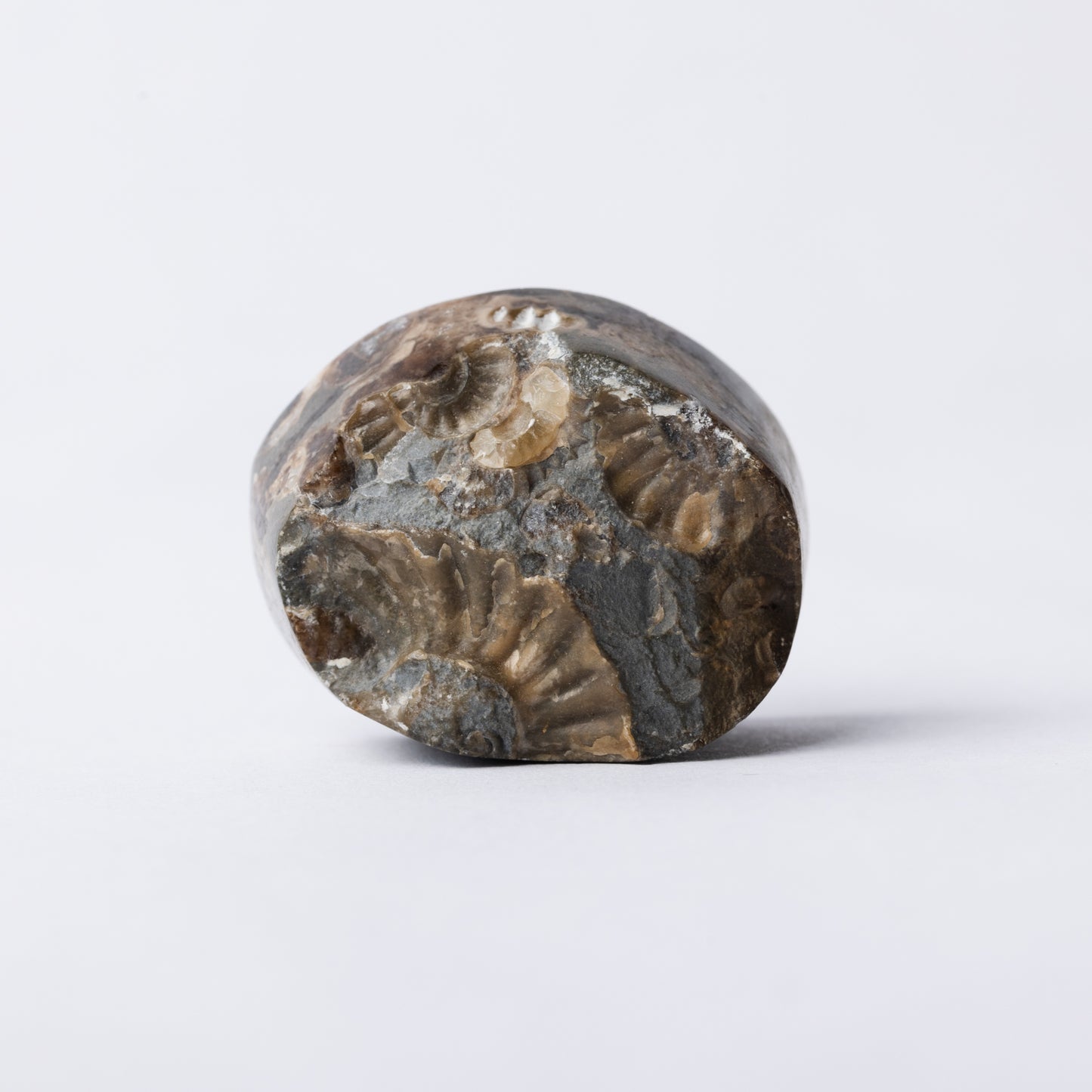 Promicroceras Ammonite Block - Marston Marble