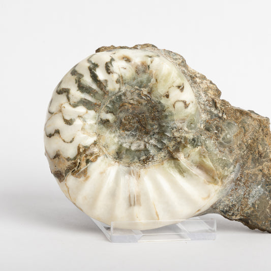 Aegasteroceras sagittarium Ammonite