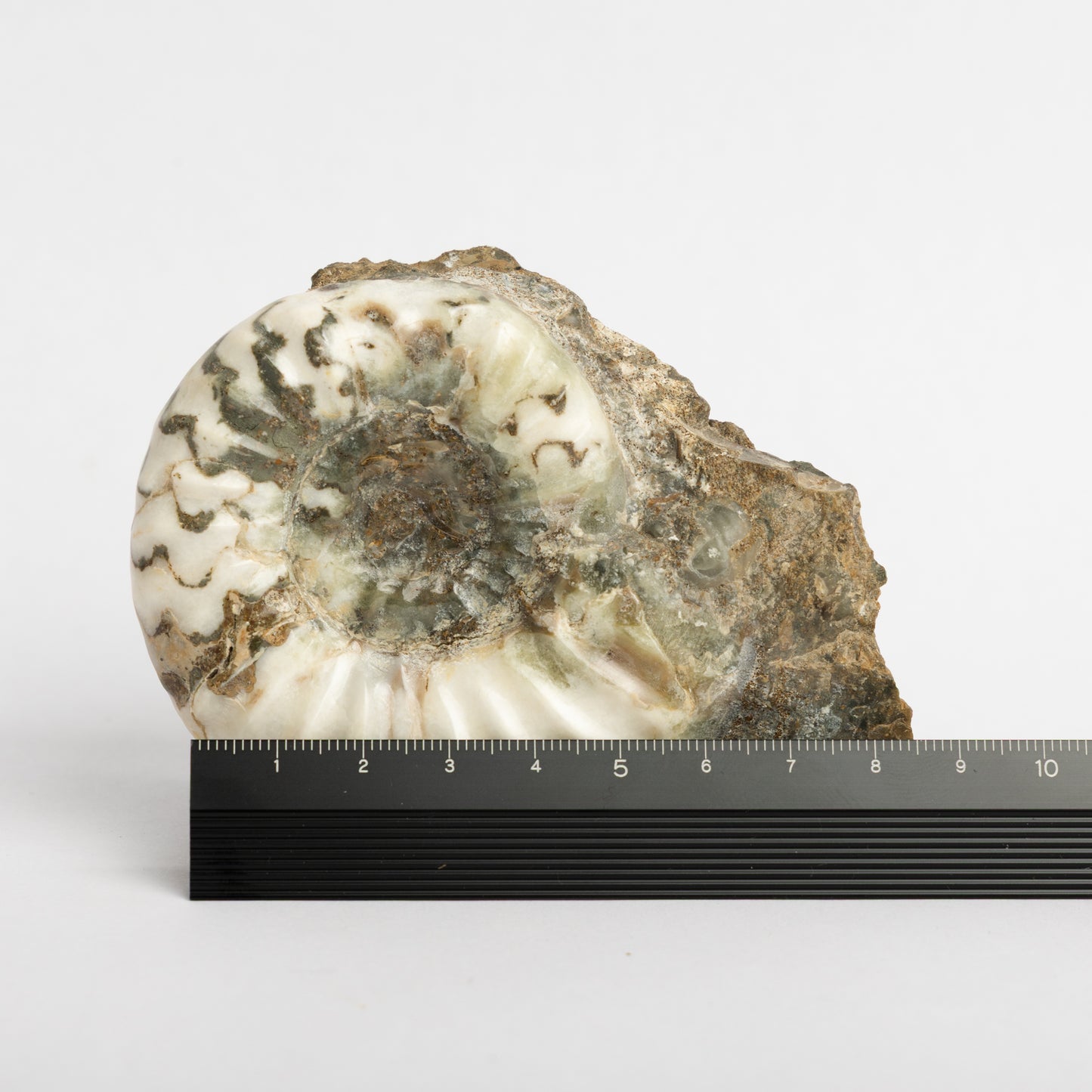 Aegasteroceras sagittarium Ammonite