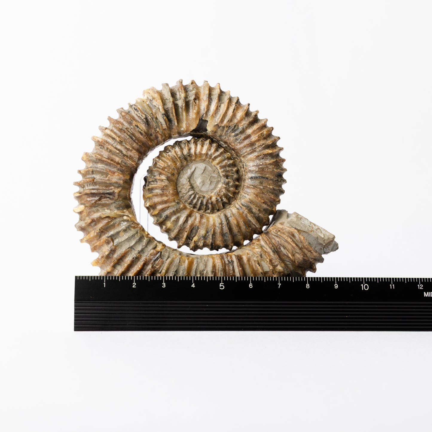 Aegocrioceras sp. Heteromorph Ammonite