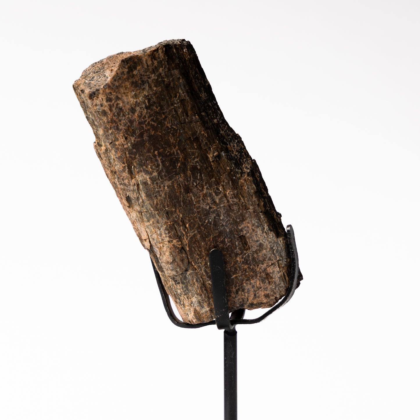 Allosaurus Metatarsal Bone on Stand (Partial)