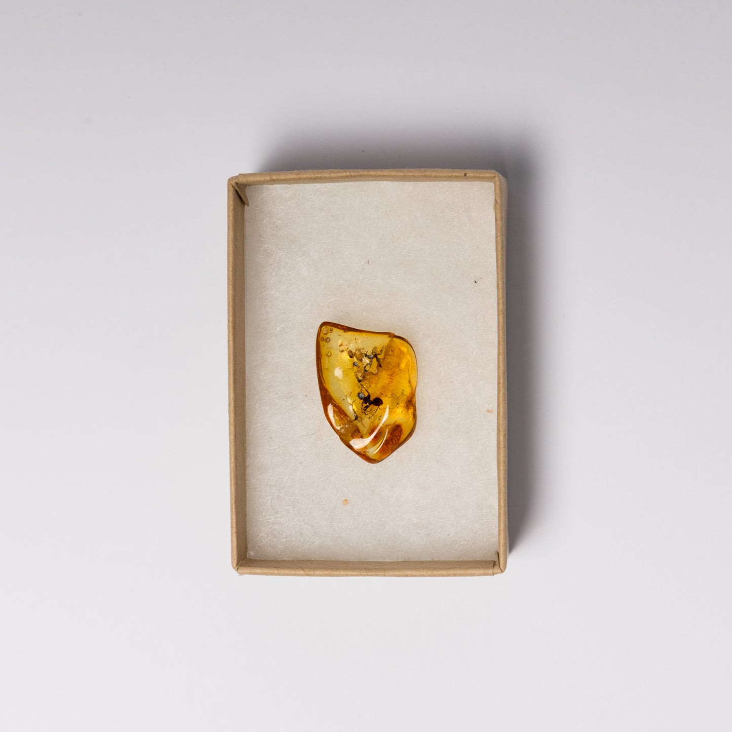 Baltic Amber with Ant Inclusion