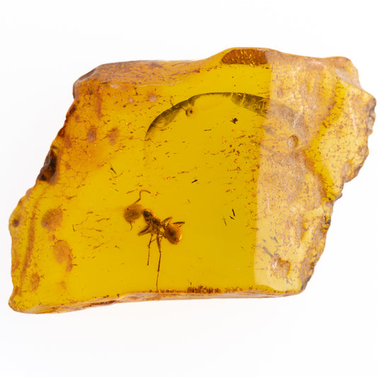 Baltic Amber with Ant Inclusion