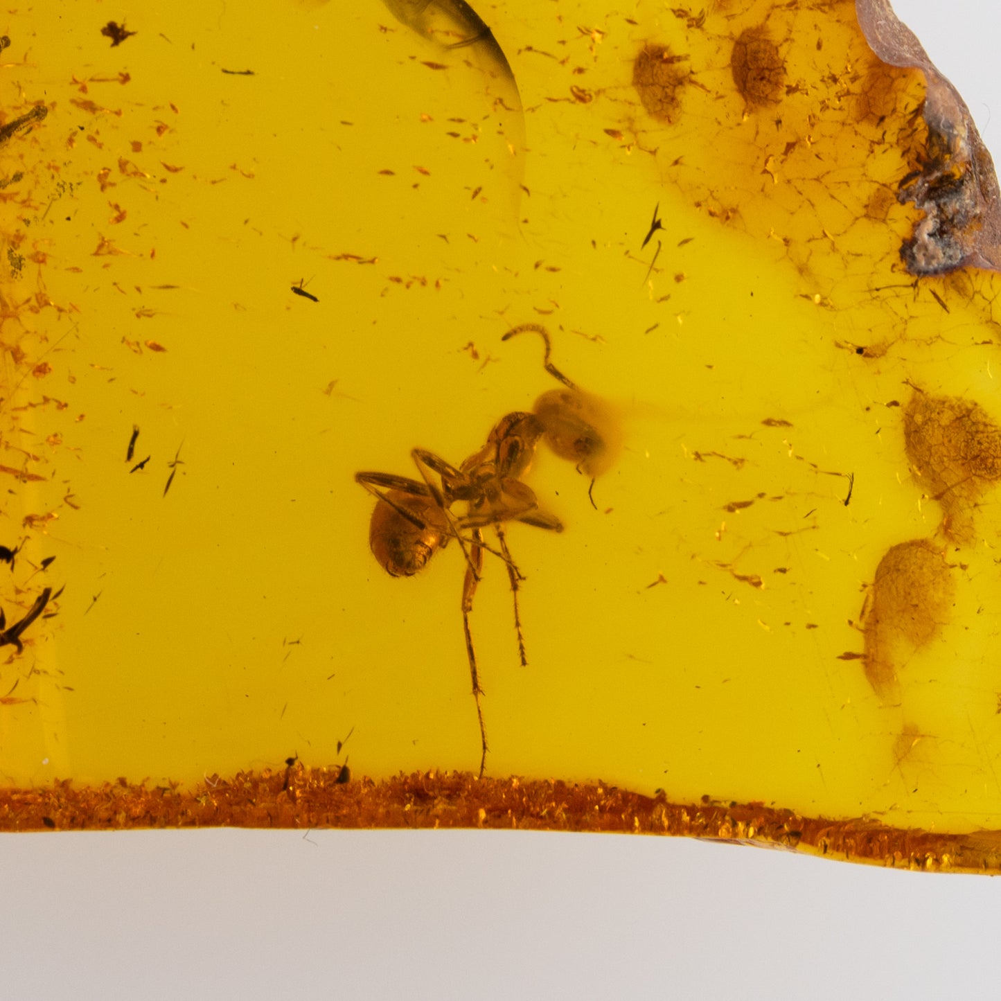 Baltic Amber with Ant Inclusion