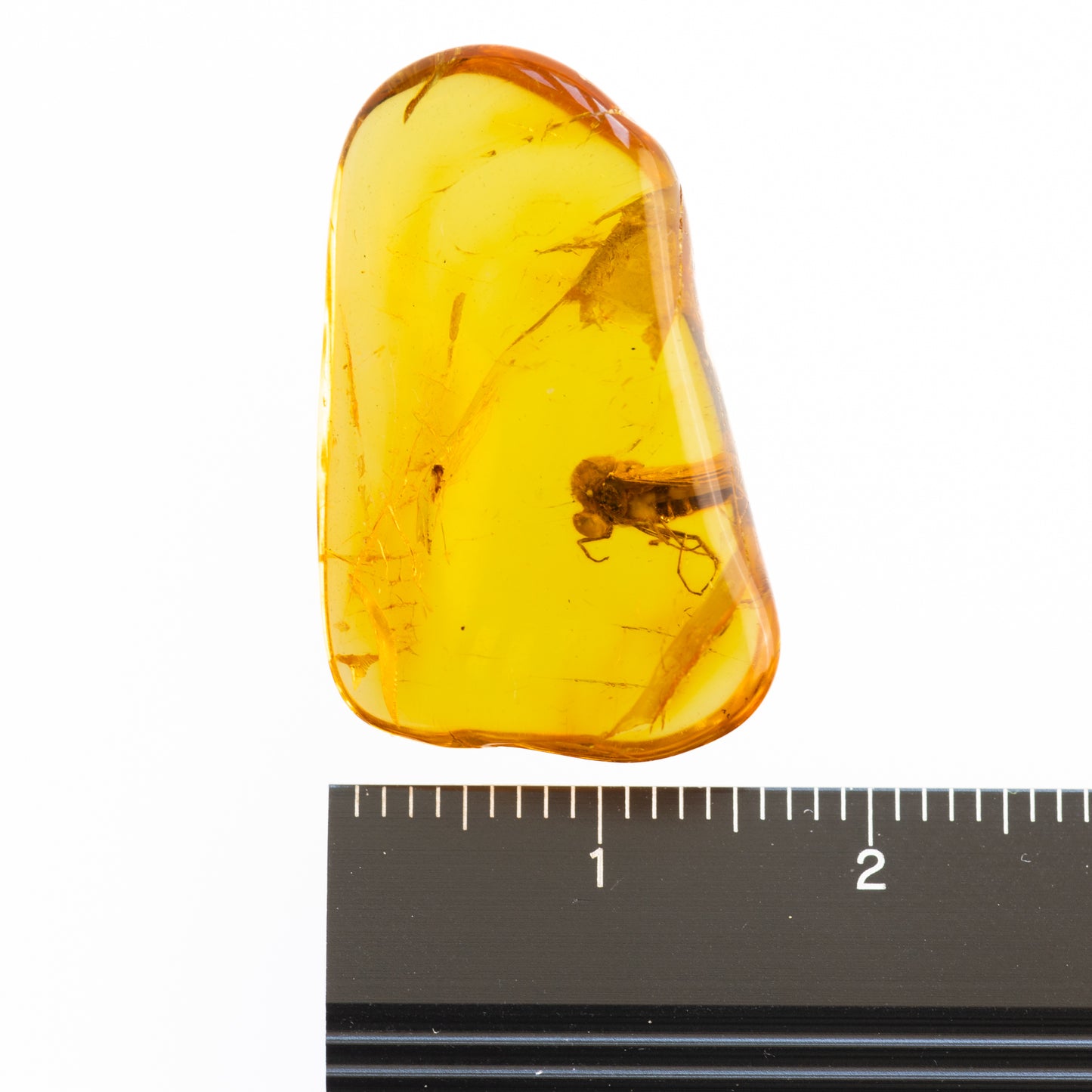 Baltic Amber with Winged Insect Insect Inclusion