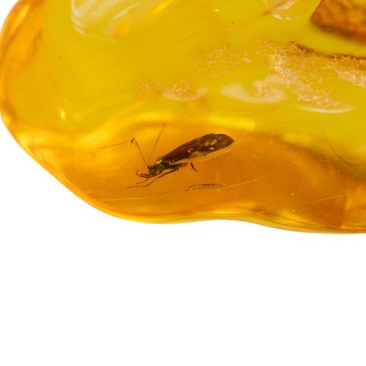 Large Baltic Amber Piece with Caddisfly Inclusion