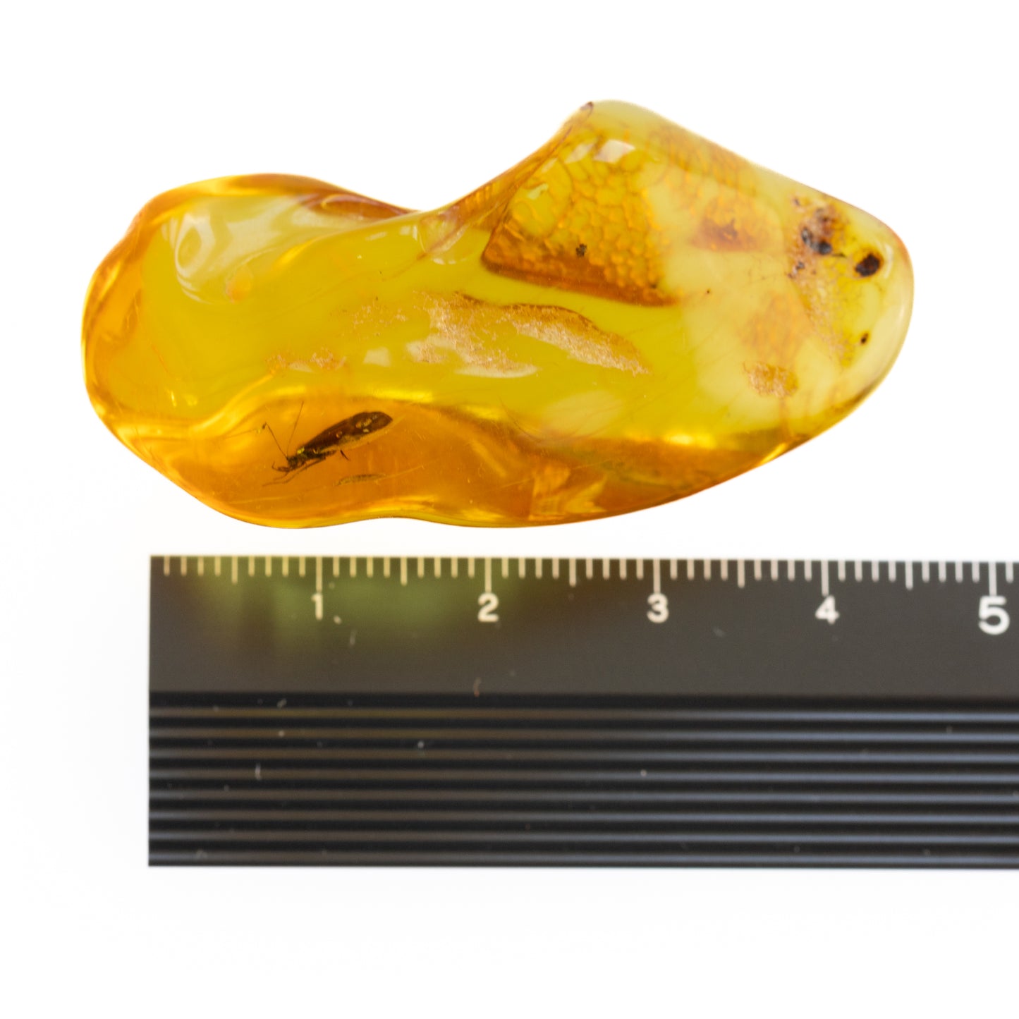 Large Baltic Amber Piece with Caddisfly Inclusion