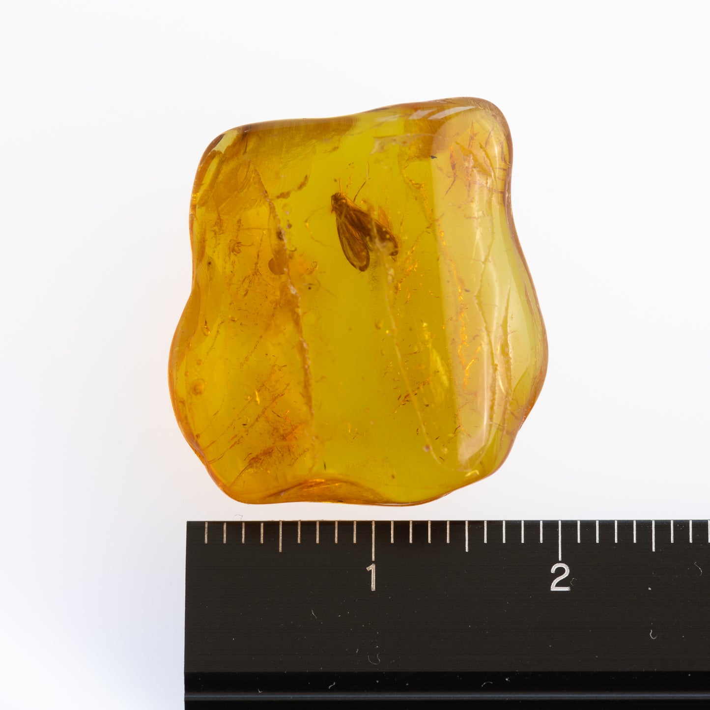 Baltic Amber with Winged Insect Inclusion